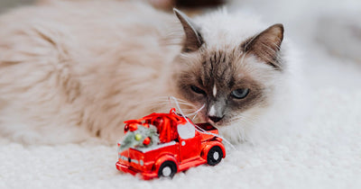 6 Tips to Make Road-Tripping With Your Cat a Breeze