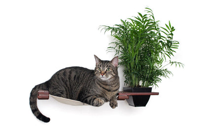 Cat sitting on a wooden shelf with a potted plant on a white background