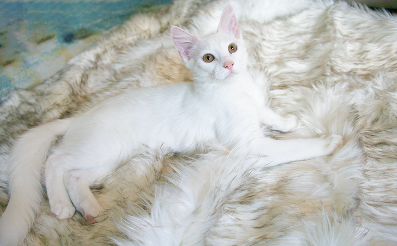CatNap™ Scratch & Waterproof Cat Couch Protector Blanket