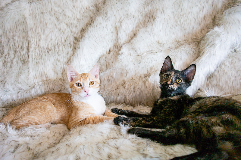 CatNap™ Scratch & Waterproof Cat Couch Protector Blanket