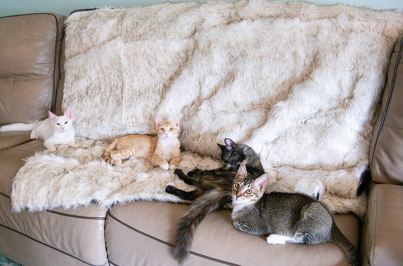 CatNap™ Scratch & Waterproof Cat Couch Protector Blanket