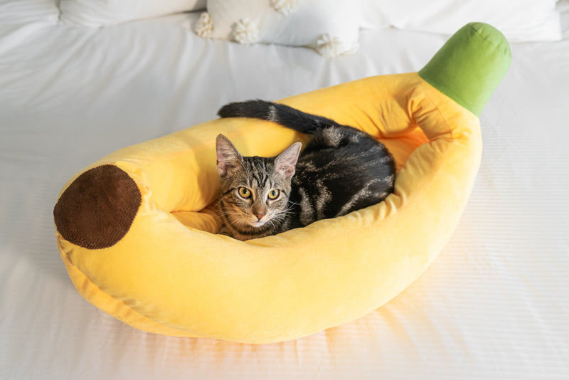 banana cat bed with kitten