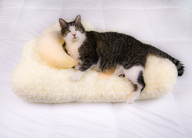 Luxe Cloud Cat Bed