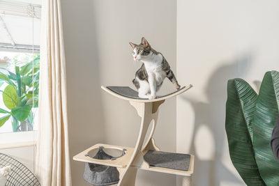 Jungle Gym Cat Tree 2.0