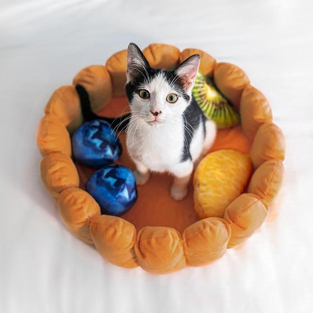kitten sitting fruit tart cat bed with fruit pillows
