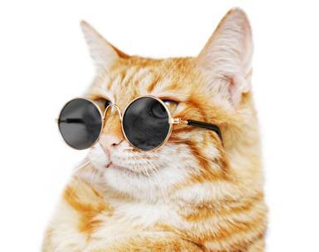 Kitty Hippie Gold Sunglasses
