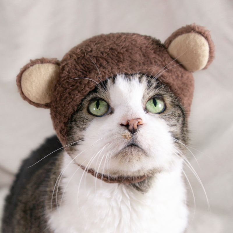 Teddy Bear Hat Cat Costume