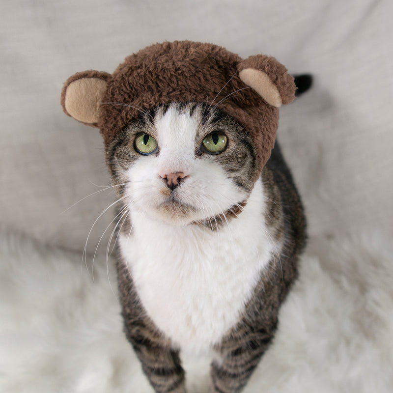 Teddy Bear Hat Cat Costume