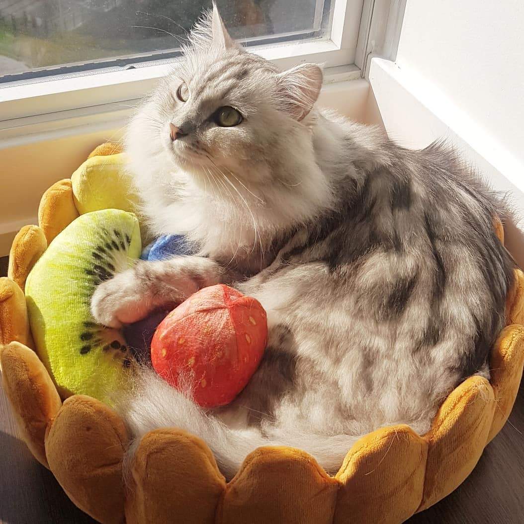 Fruit tart cat outlet