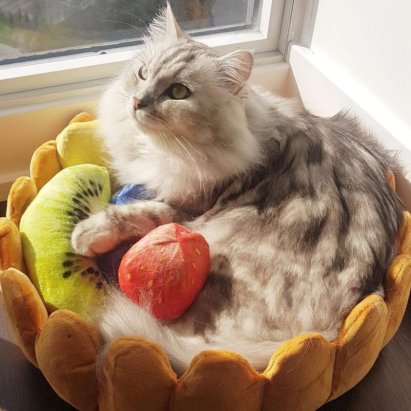 Fruit Tart Cat Bed