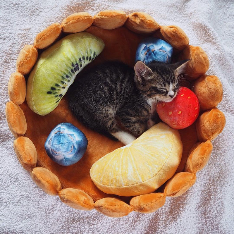 Fruit Tart Cat Bed