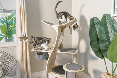 Jungle Gym Cat Tree 2.0