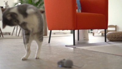 Mouse Hunt Cat Toy, App Controlled