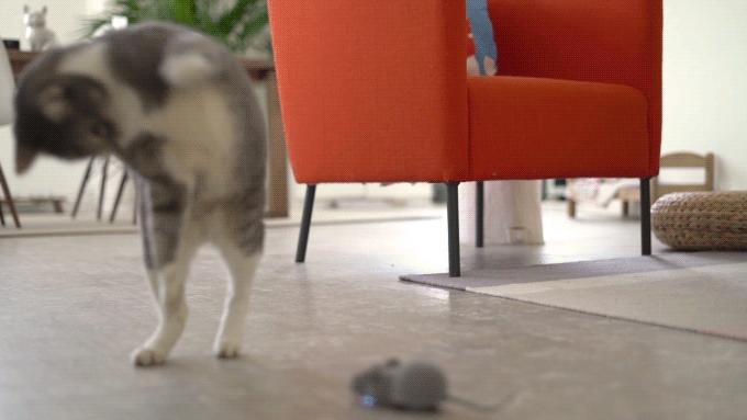 Mouse Hunt Cat Toy, App Controlled