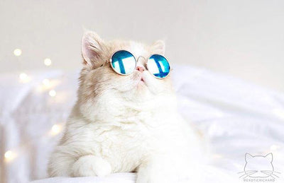 Kitty Hippie Mirror Sunglasses