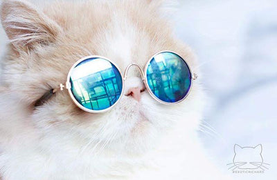 Kitty Hippie Mirror Sunglasses